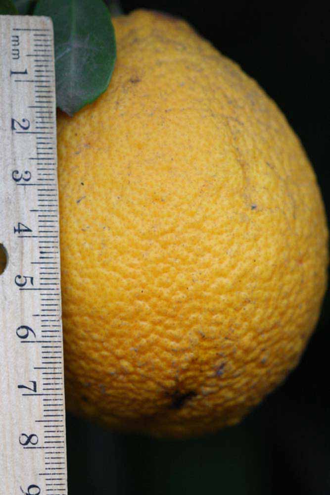              Fruit (Riverside, CA)       